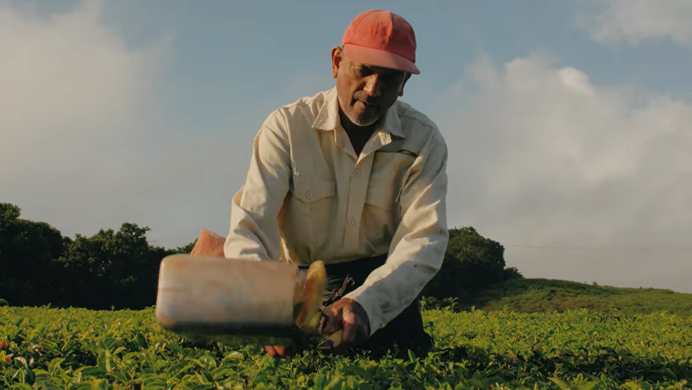 Corson : 140 ans d’une histoire de famille et de thé mauricien